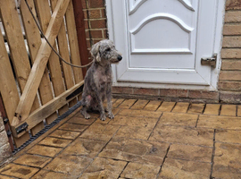 Bedlington whippet dog