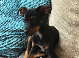 Gorgeous 5 month old miniature pincher for sale