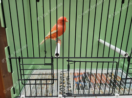 Red Lipochrome Canaries for Sale - Stunning Colour