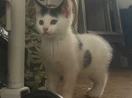 Female kitten- left from a litter of 5 :) in stockton on tees