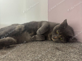 Female Bristish shorthair 2 years old