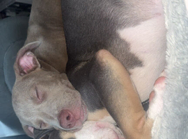 2 6 months old breeding pairs urgent sale reduced 1,250 for pair champagne lac girl pink nose grey with white male light brown paws