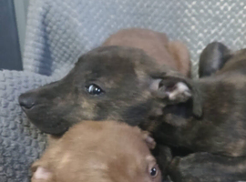 Salukis collie bull grey