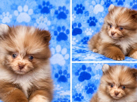 Beautiful tiny pomeranian pups