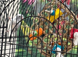 Baby parrotlets
