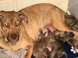 Beautiful litter of 6 stunning puppies