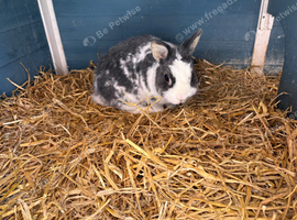 Loving home needed for Piper