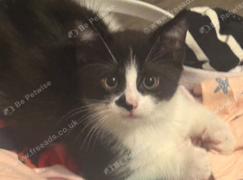 3 black and white kittens for sale.