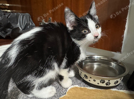 Cute 8 week old kitten female