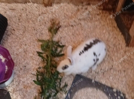 Rabbit