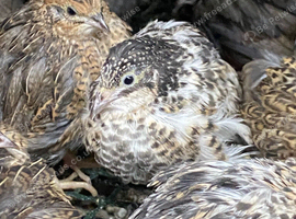 Chinese painted quails