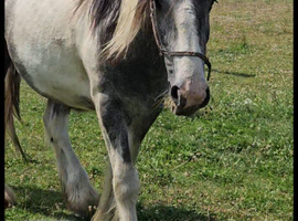 Maxicob chunky gelding