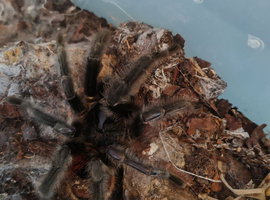 Grammostola iheringi mature male tarantula