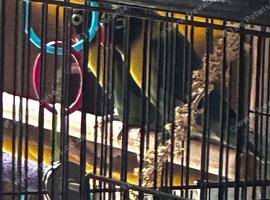 Black faced Fischer&rsquo;s love birds ( pair)