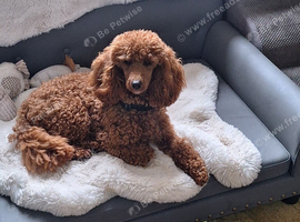 Red kc registered import red miniatue poodle male
