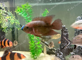 Chocolate and Rainbow Cichlids
