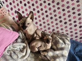 Ready for new home male
