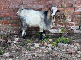 Male Pygmy Goat