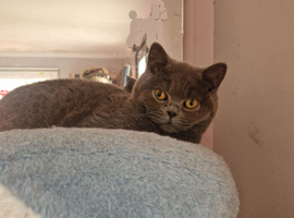 2 British shorthair blue sisters