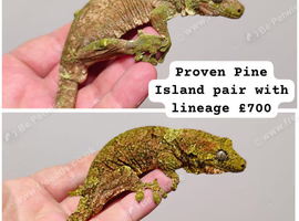 Pine Island chahouas, leachianus, sarasinorum hybrid and crested gecko