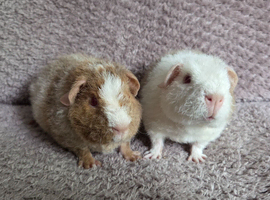 Roan Teddy Boars
