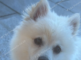 Milo looking for a home