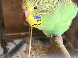 Baby Budgies