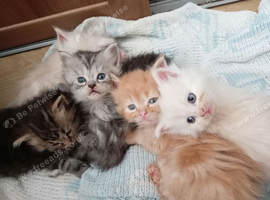 6 lovely kittens