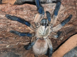 Monocentropus Balfouri