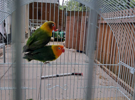 Love birds