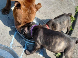 Staffy puppies different colours