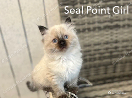 BEAUTIFUL RAGDOLL KITTENS READY TO LEAVE NOW