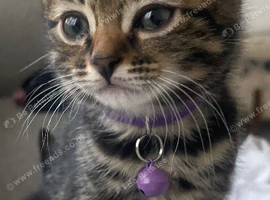 4 beautiful Bengal x sisters