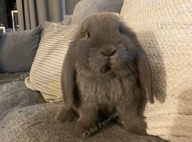 French lop last one of the litter