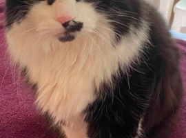 Male and female black & white long hair cats 13 years old