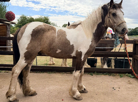 Dun and white gelding