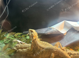 Bearded dragon