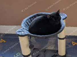 Black female cat