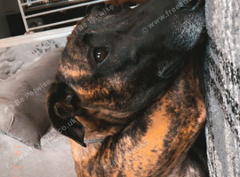 Belgian Mali x lurcher