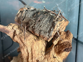 Sunny Stick Insects