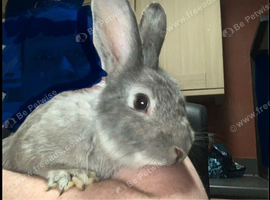 Mix of cute tame rabbits