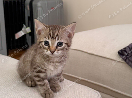 Beautiful Bengal x kittens