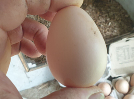Buff Orpington hatching eggs