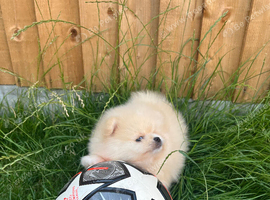 Beautiful Pomeranian puppy