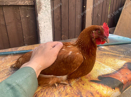 Laying hen for sale