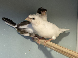Crested Bengalese Finches Melton Mowbray