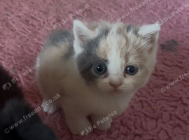 Stunning British Shorthair Kittens