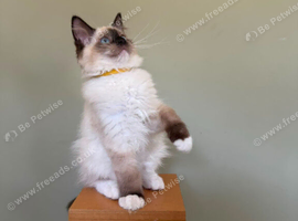 Beautiful Ragdoll Kittens READY NOW!