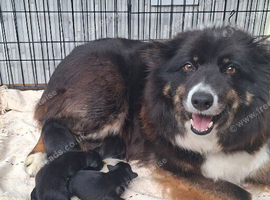 4 lab x border collie pups