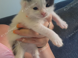 Kittens
